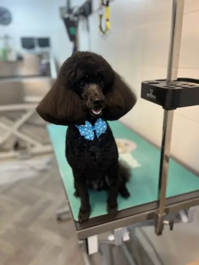 Груминг салон Yuppy Puppy