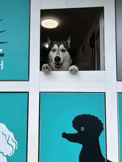 Груминг салон Yuppy Puppy