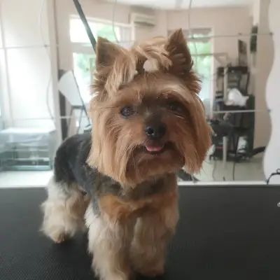 Grooming Studio Fluffy