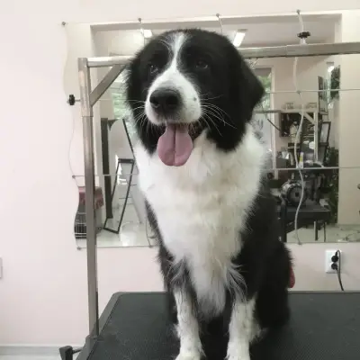 Grooming Studio Fluffy