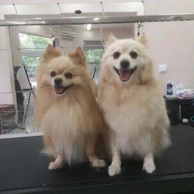 Grooming Studio Fluffy