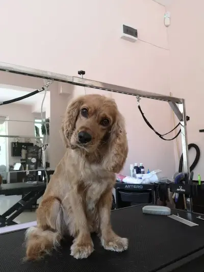 Grooming Studio Fluffy