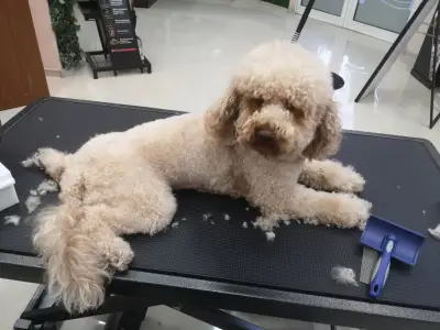 Grooming Studio Fluffy