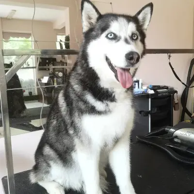 Grooming Studio Fluffy