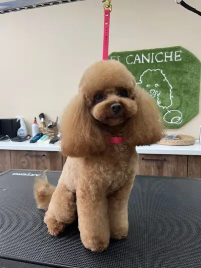 Груминг салон El Caniche
