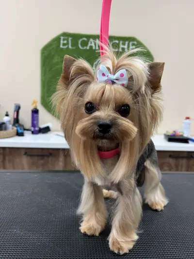 Груминг салон El Caniche