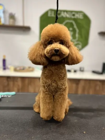 Груминг салон El Caniche
