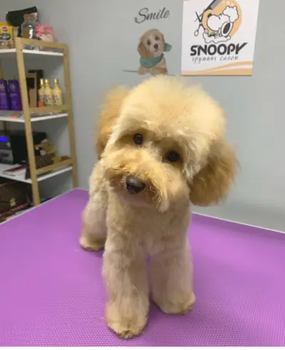Груминг салон El Caniche