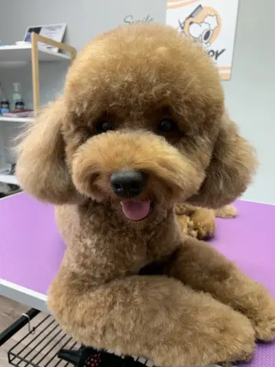 Груминг салон El Caniche