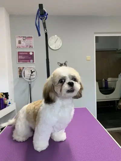 Груминг салон El Caniche