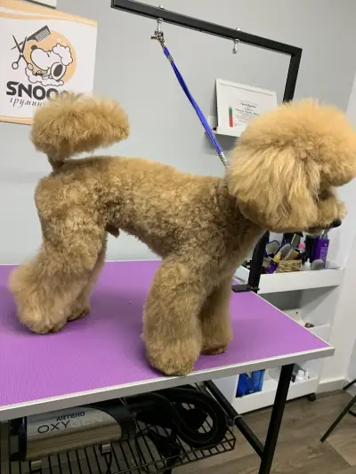 Груминг салон El Caniche