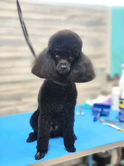 Груминг салон "Fashion dogs"