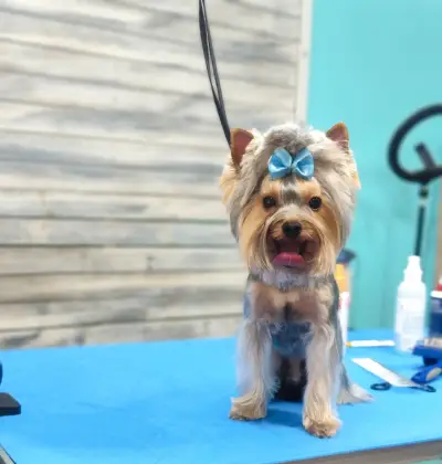 Груминг салон "Fashion dogs"