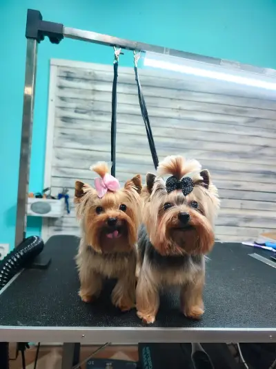 Груминг салон "Fashion dogs"