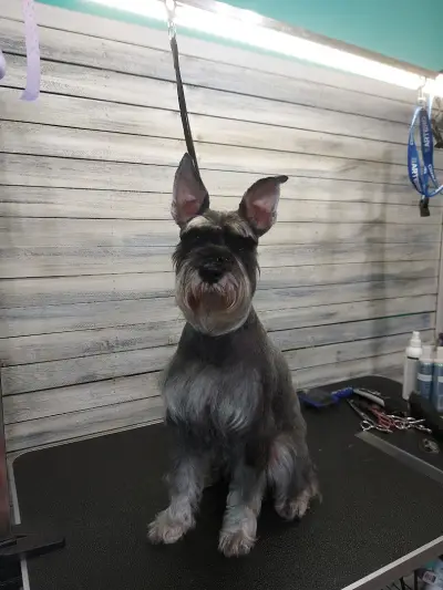 Груминг салон "Fashion dogs"