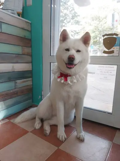Груминг салон "Fashion dogs"