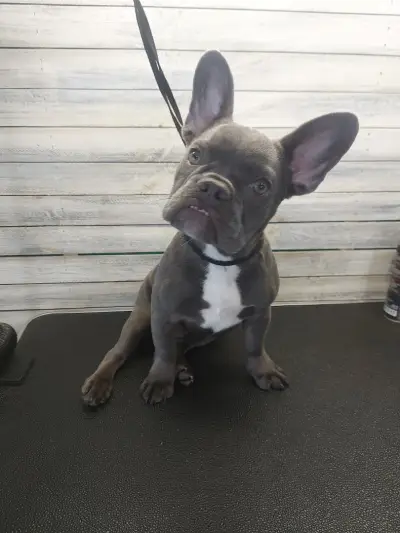 Груминг салон "Fashion dogs"