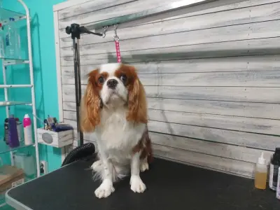Груминг салон "Fashion dogs"