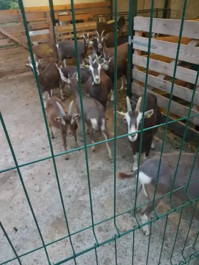 Семейна биоферма TODOROVFARM