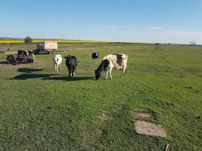 Семейна биоферма TODOROVFARM