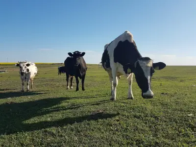 Семейна биоферма TODOROVFARM