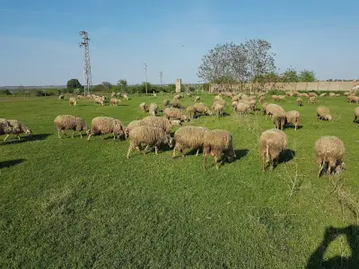 Семейна биоферма TODOROVFARM