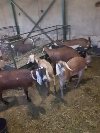 Семейна биоферма TODOROVFARM