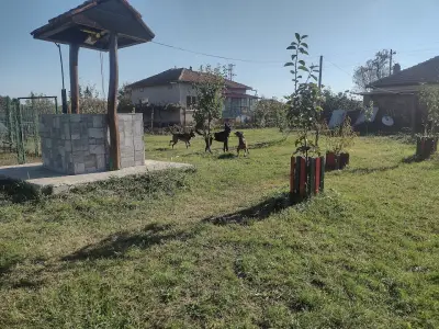 "СТЕФАН ДОГС" ЕООД