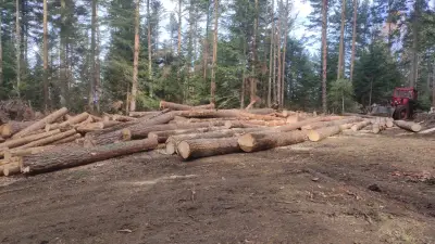 Паничище лес ЕООД