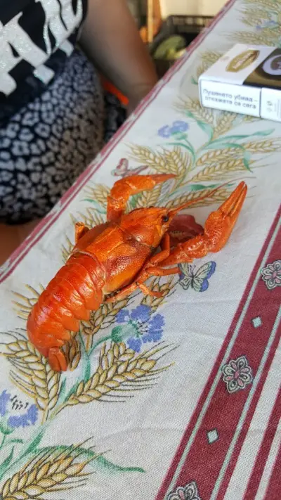 СЕМЕЛА ГРУП ЕООД