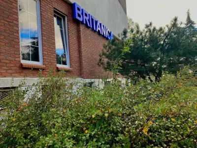 BRITANICA Чайка