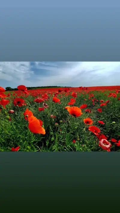 АББ България ЕООД - Клон Раковски