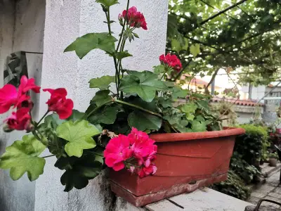 АББ България ЕООД - Клон Раковски