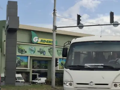 Гардения Антана