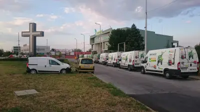 Гардения Антана