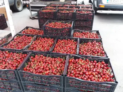 Борса за плодове и зеленчуци