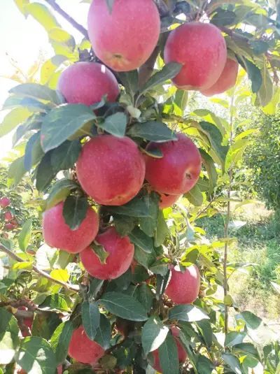 Natural Balance - Bulgaria OOD І Разсадник за овощни дръвчета І Производство и търговия на посадъчен материал
