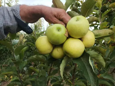 Natural Balance - Bulgaria OOD І Разсадник за овощни дръвчета І Производство и търговия на посадъчен материал
