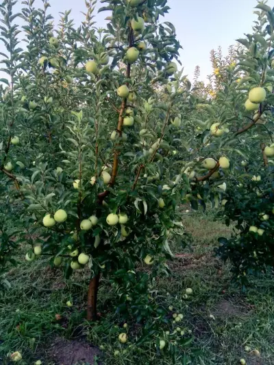 Natural Balance - Bulgaria OOD І Разсадник за овощни дръвчета І Производство и търговия на посадъчен материал