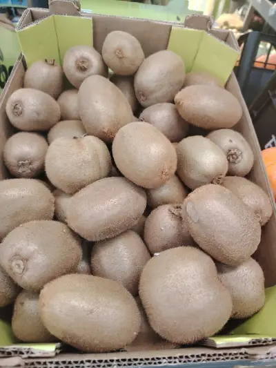 Зеленчукова борса