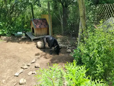 Общински приют за безстопанствени кучета БУРГАС