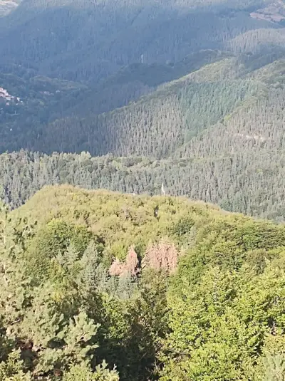 Панорамна вишка "Лиса Гора"
