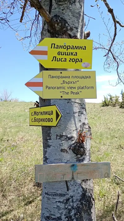 Панорамна вишка "Лиса Гора"