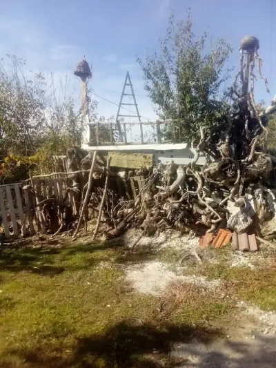 Корените