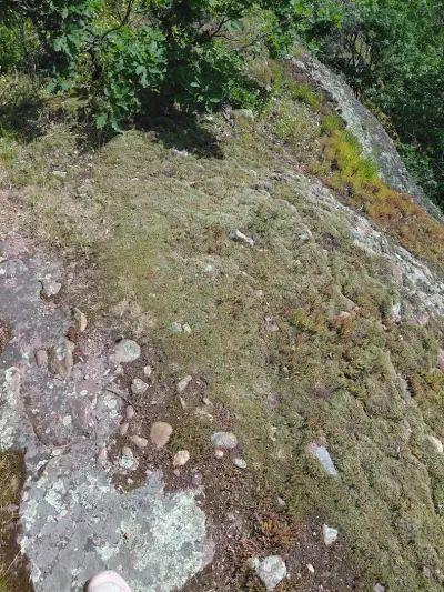 Dino rock