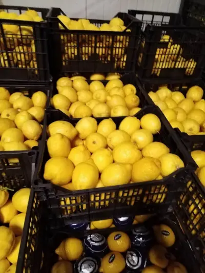 Fruit Direct