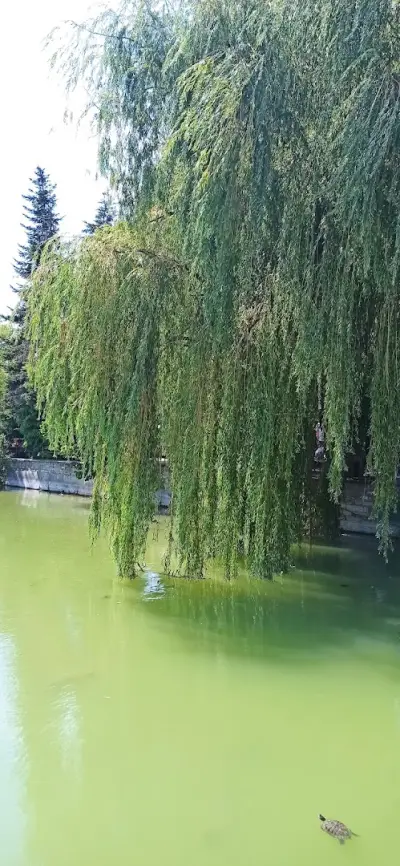 ез. "Борово око"