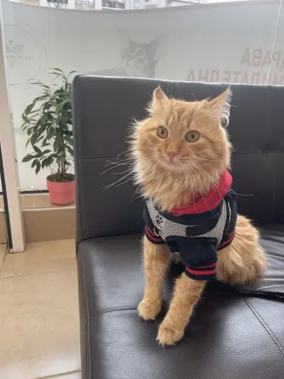 Veterinary clinic PetPulse