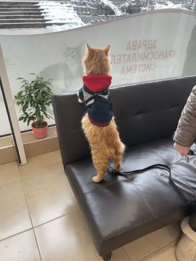 Veterinary clinic PetPulse