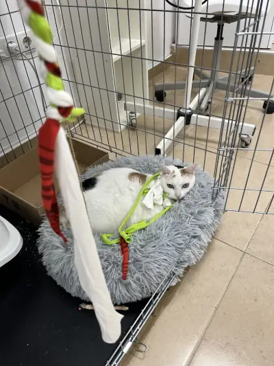 Veterinary clinic PetPulse